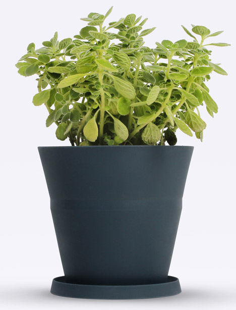 plant pot grows with plant