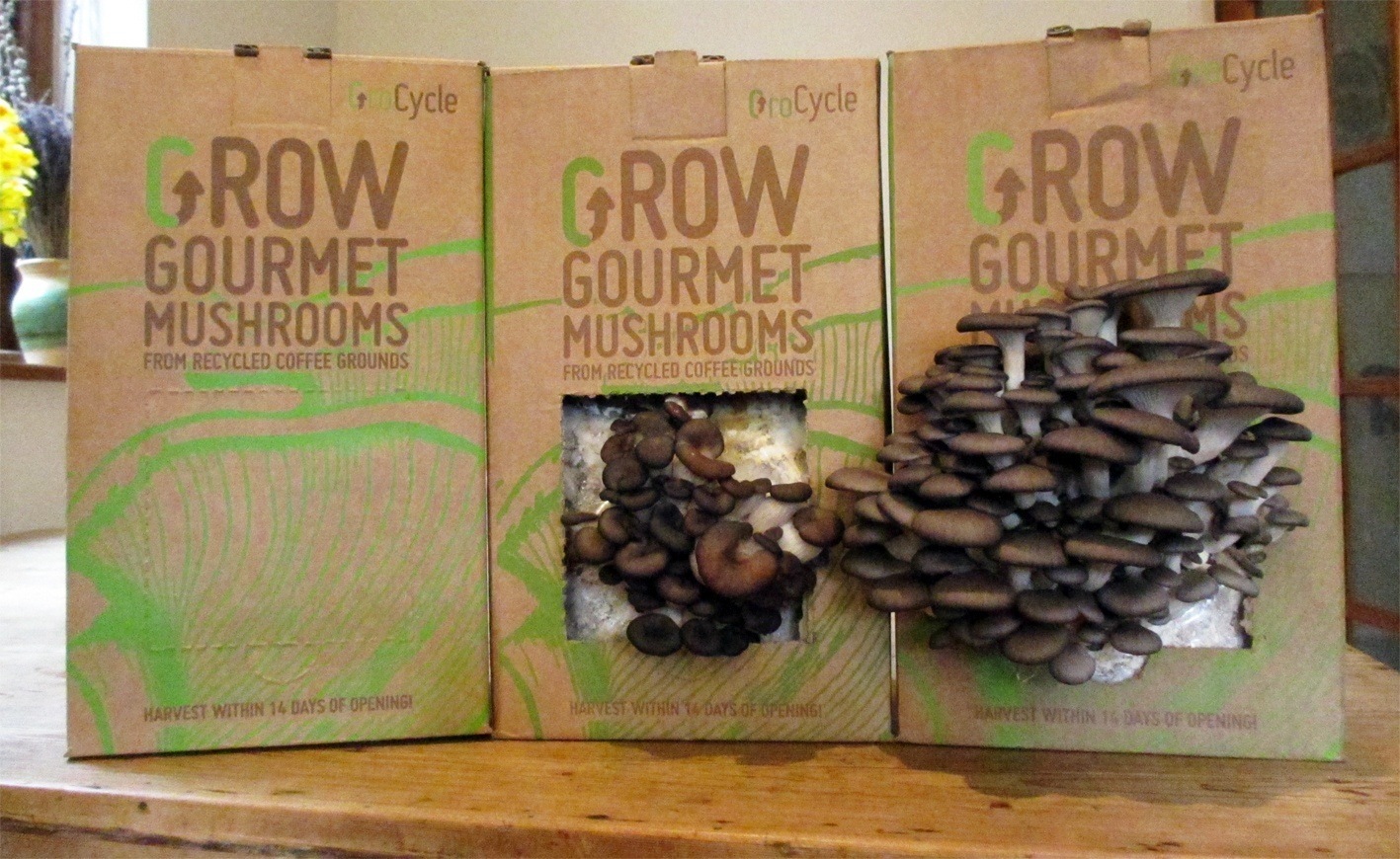 grocycle mushrooms