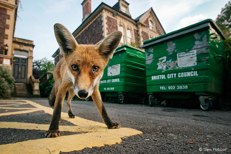 Fox by bins