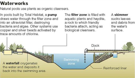 green natural swimming pool