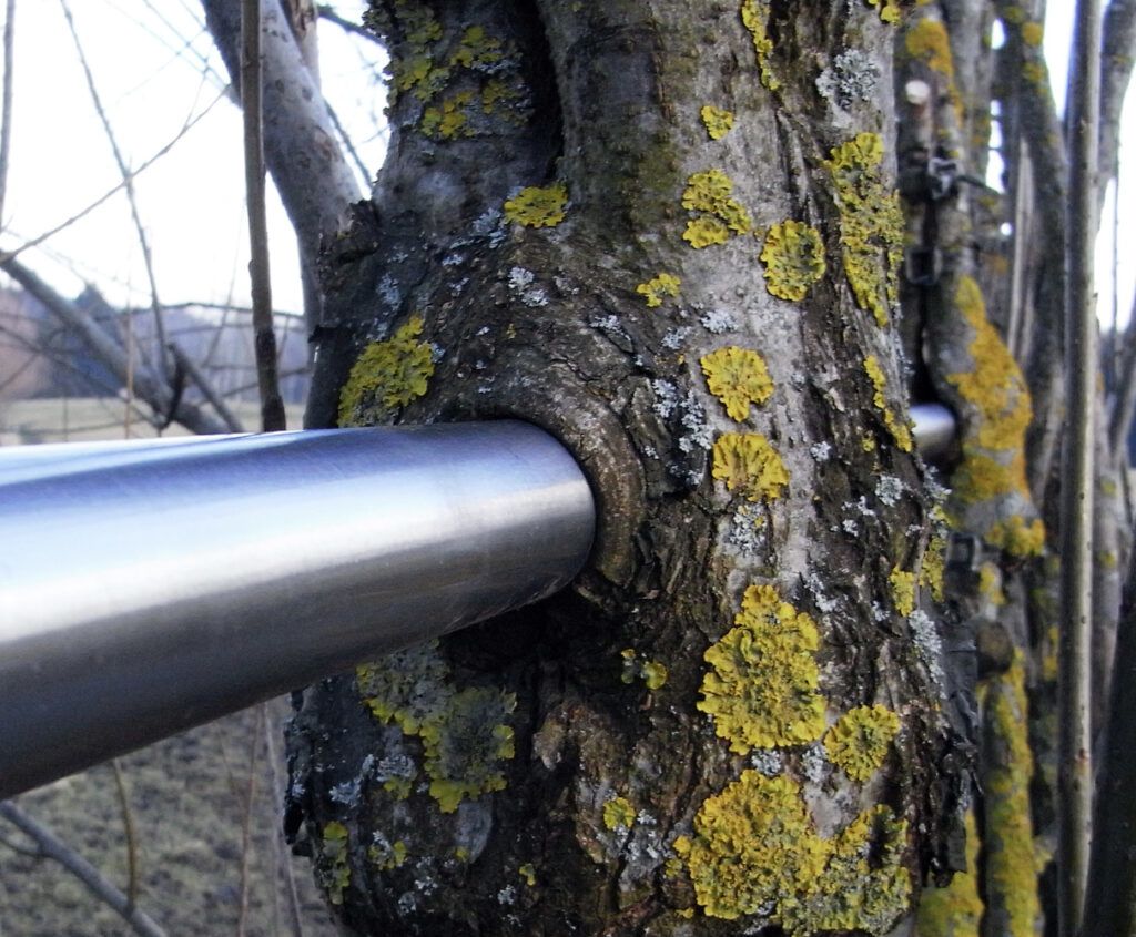 Metal growing through a tree