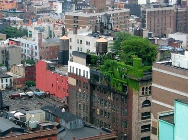 green rooftop deck garden