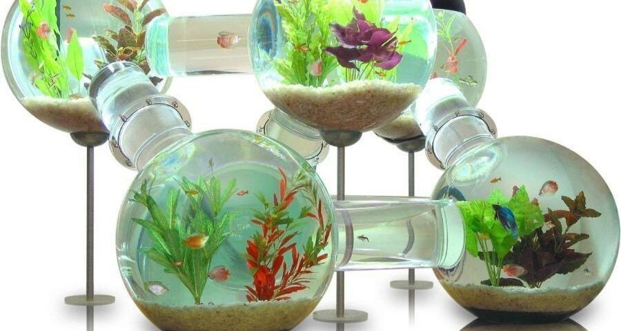 quirky aquarium globe design