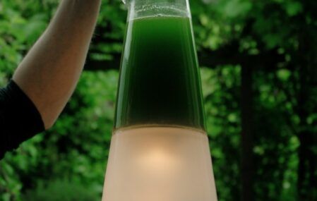 Algae energy latro lamp