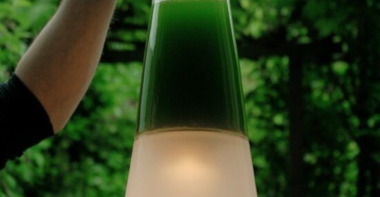 Algae energy latro lamp