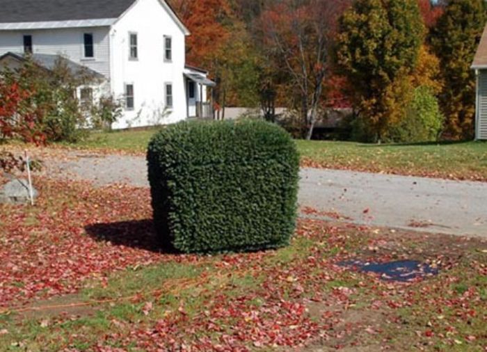 Stealth shrub on wheels inspired by NASA Rover
