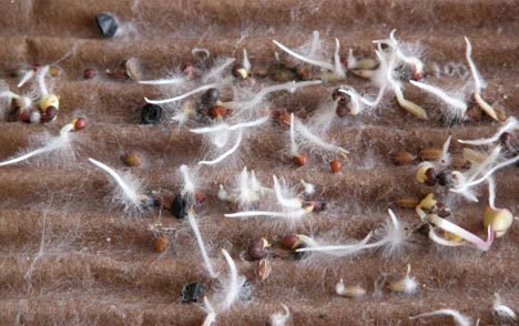 seeds sprouting on cardboard