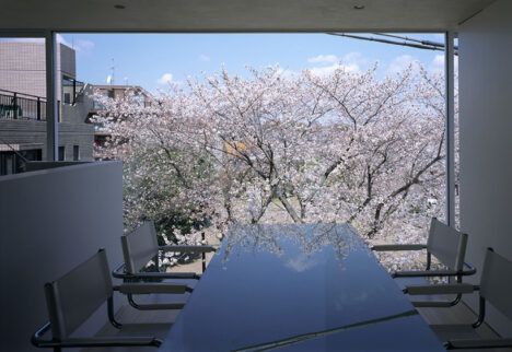 ALX Cherry Blossom House window view