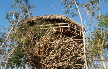 Tree House El Nido de Java