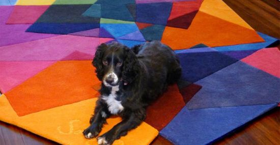Dog on a colorful rug