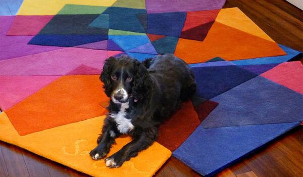 Dog on a colorful rug