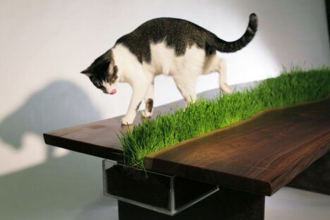 Cat on planter table