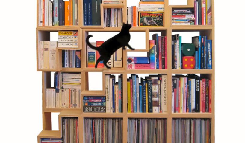 cat library bookshelves in use