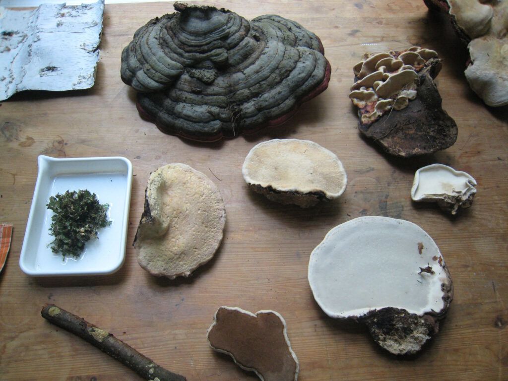 phil ross mushroom materials