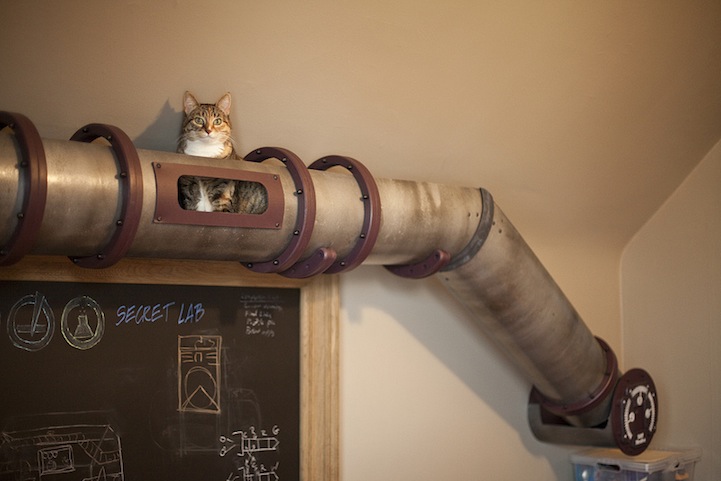Homes designed for cats