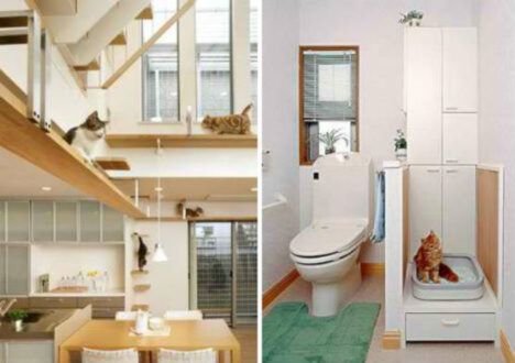 House designed for cats