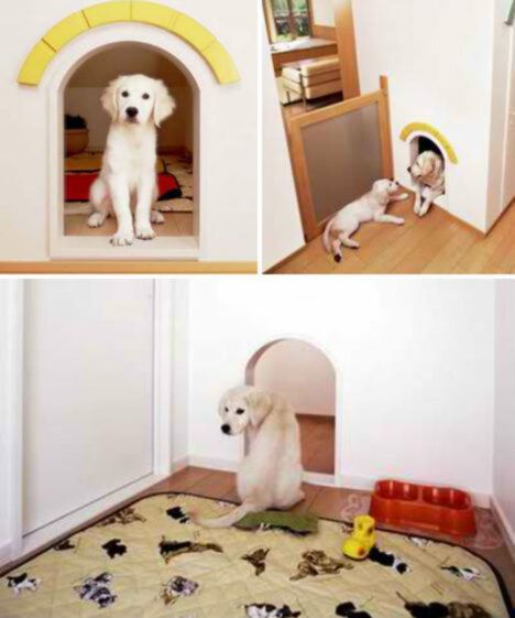 House with doggy doors