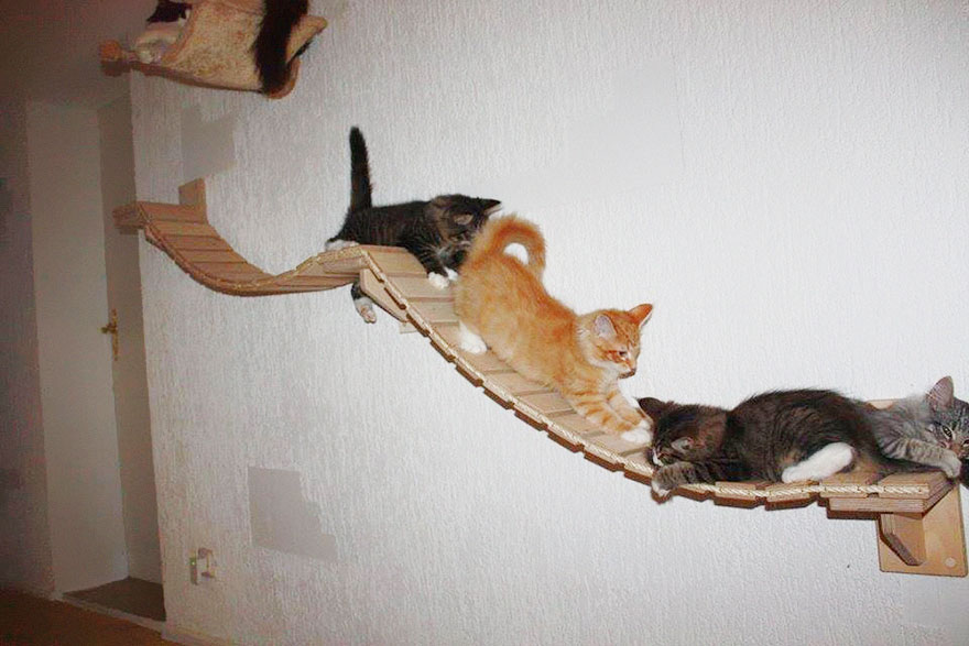 goldtatze cat play furniture kittens