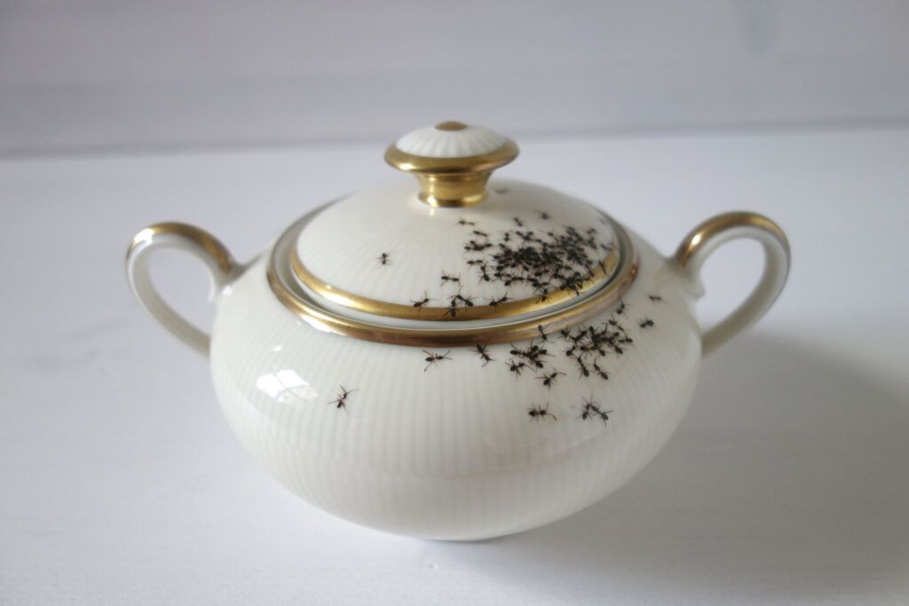 Ants on fine china by la philie realistic