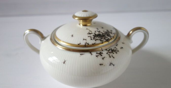 Ants on fine china by la philie realistic