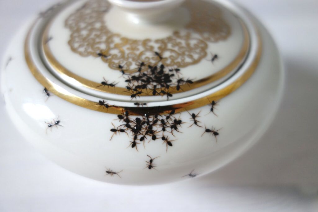 fine china hand painted ants edge