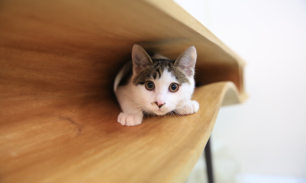 modern table cat hiding places