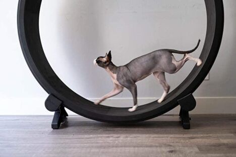 For the Chonkers: Huge Hamster Wheel Works Out Fat Cats