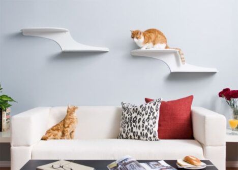 cat clouds shelf