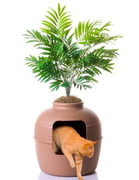 plant cat litter box