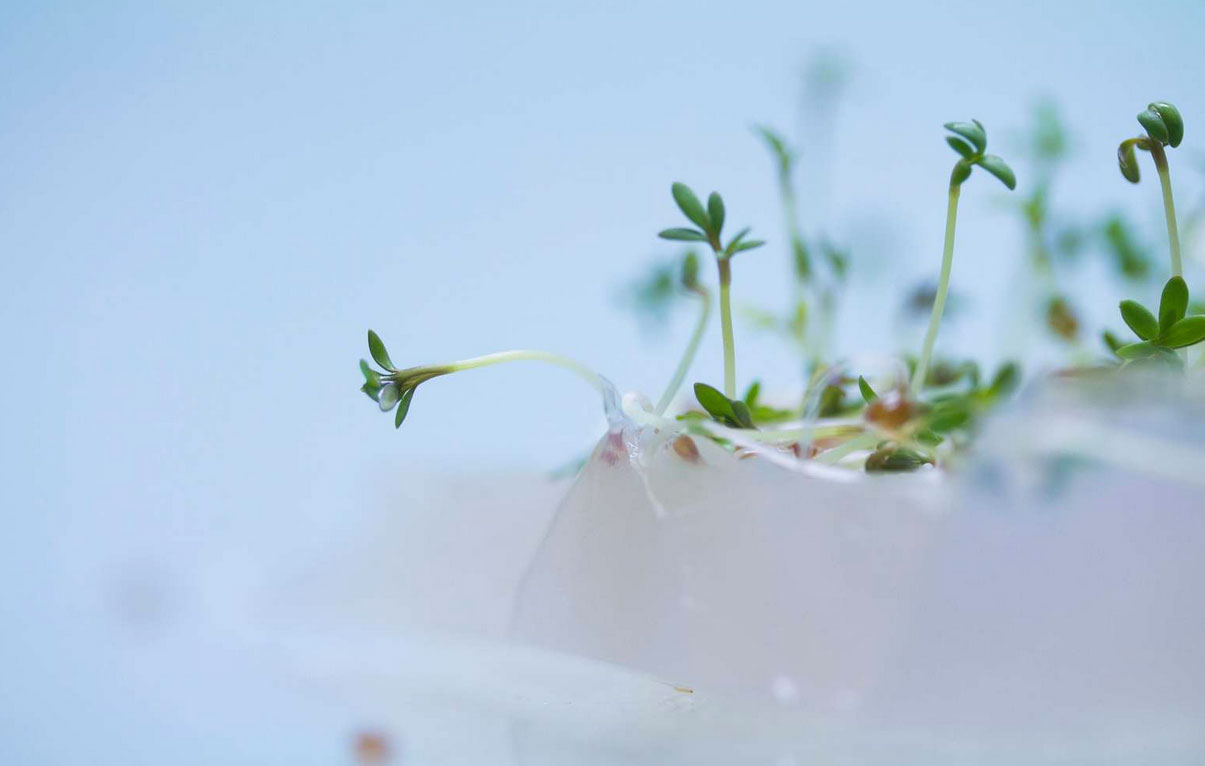 Watch seedlings grow: INFARM Microgarden