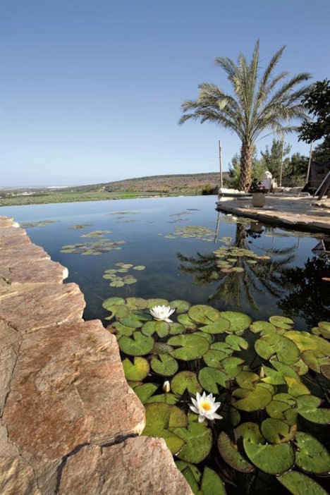 Biotop swimming pond in Israel