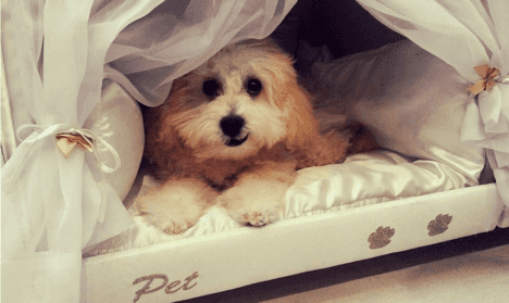 Pet bed inside mattress