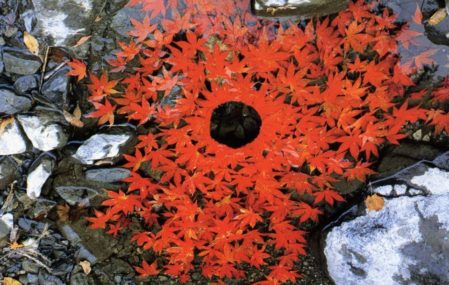 The ephemeral art of Andy Goldsworthy