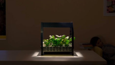IKEA garden kit: little lamp works like the sun!