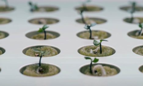 Little hydroponic IKEA seedlings
