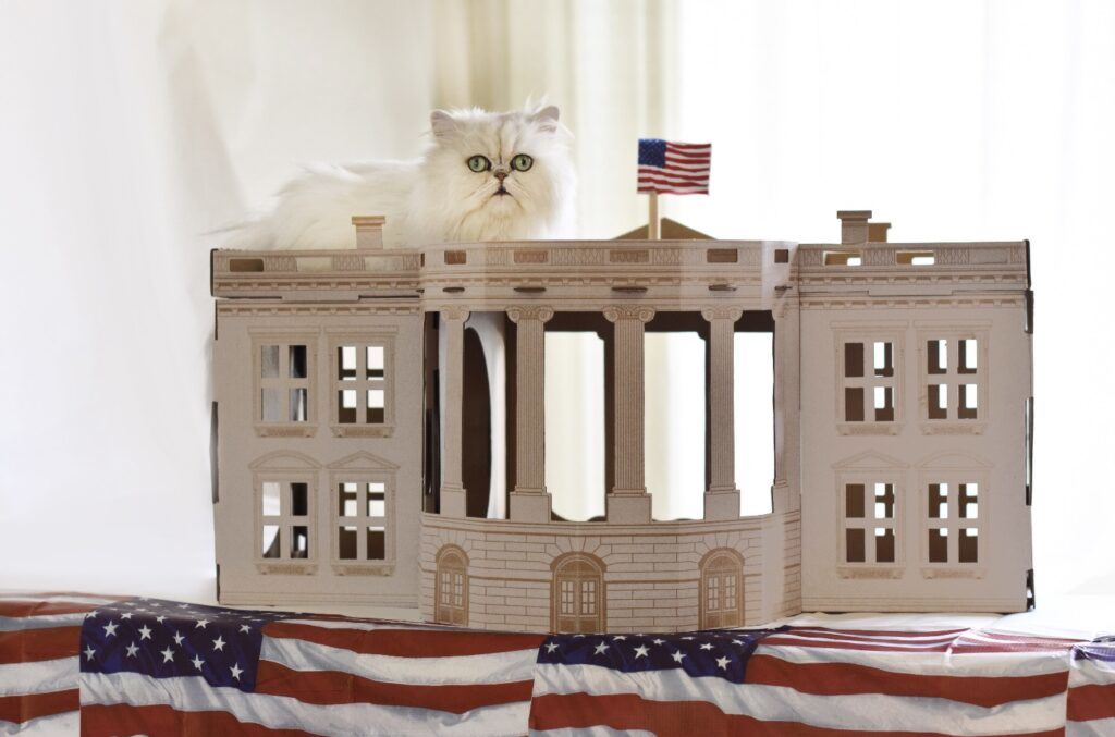 poopy cat whitehouse