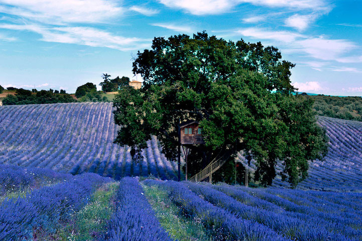 tree house in lavender field