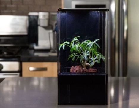 EcoQube home hydroponics