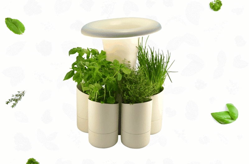 calla kit for growing herbs