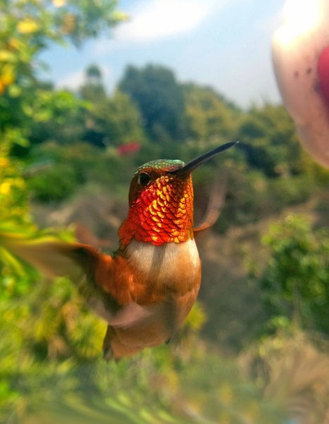 hummingbird close-up