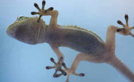nanogrip gecko
