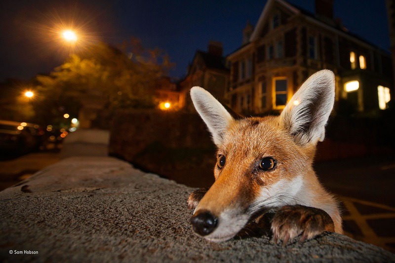 Nosy Neighbor - Sam Hobson - Wild Urban Animal Portraits