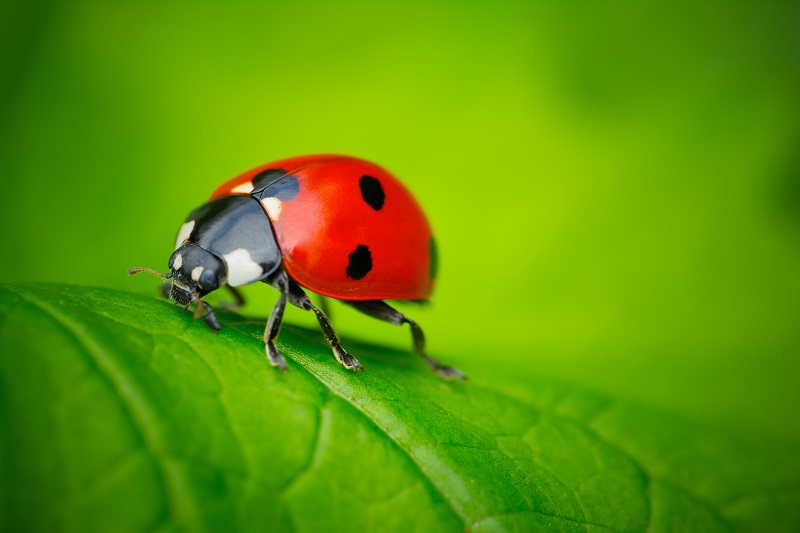 Ladybug Habitats for Your Garden Designs