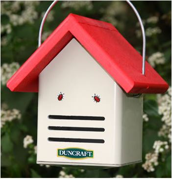 Eco-Ladybug House - Duncraft