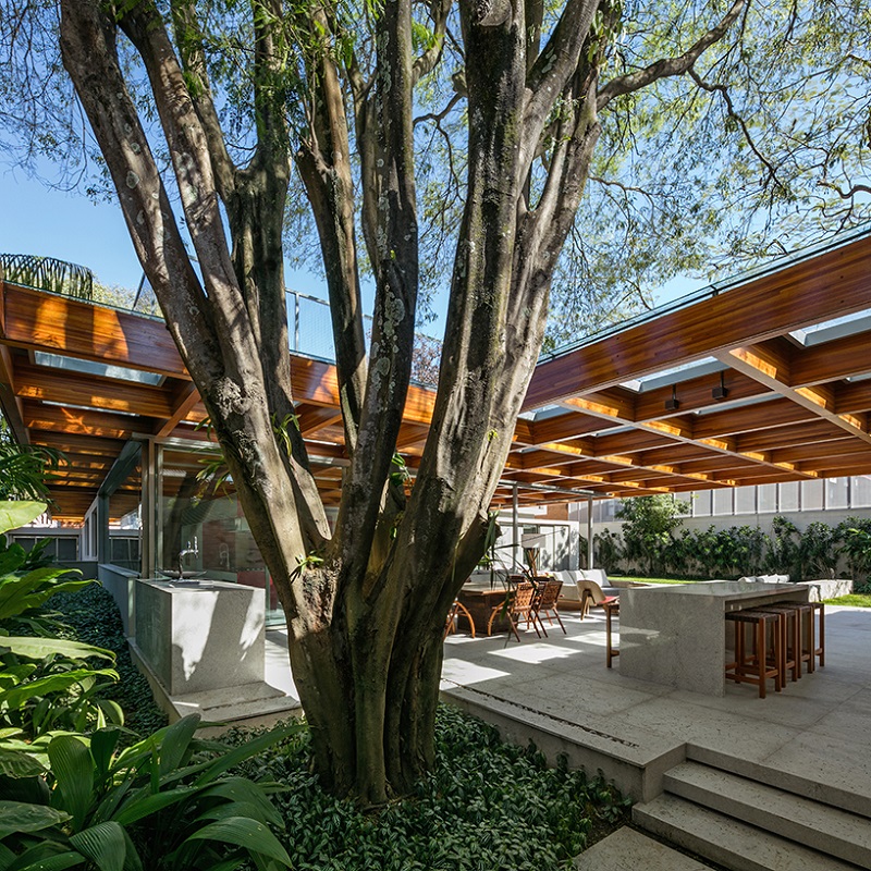 Home Built Around a Tree - Perkins + Will