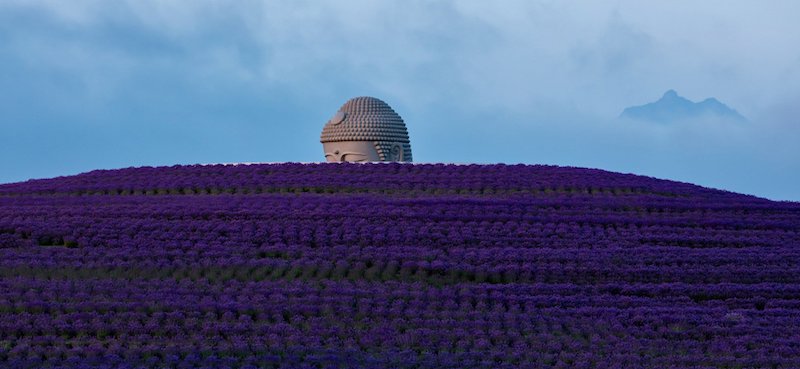 Hill of the Buddha - Tadao Ando in a lavender field