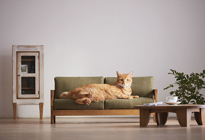 Feline Fine: Japanese Line of Miniature Modern Furniture Made for Cats