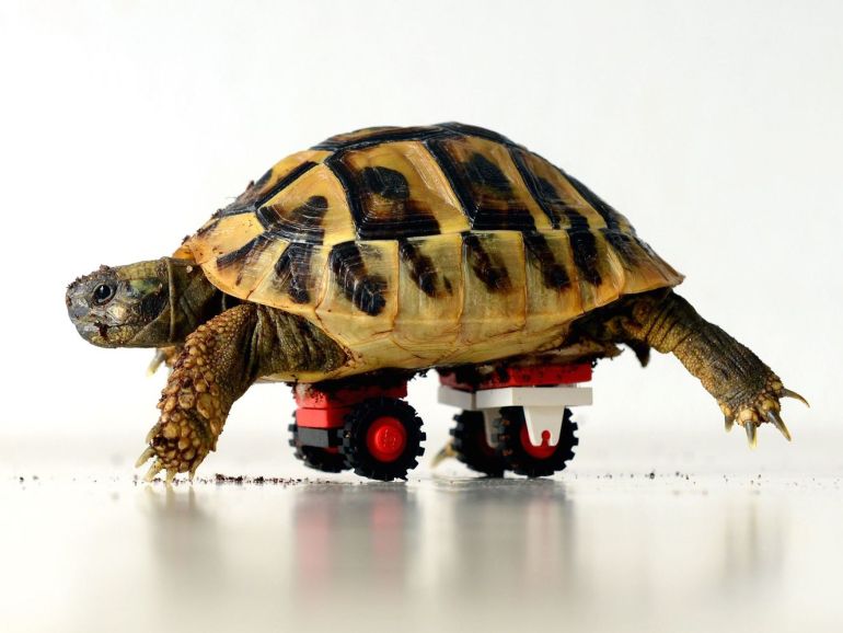 The custom LEGO wheelchair designed for Blade the tortoise.