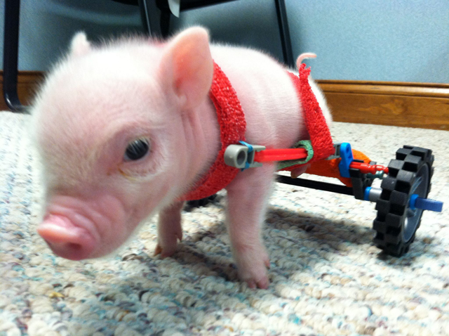 The custom LEGO wheelchair designed for Chris P. Bacon the baby pig.