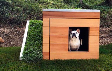 Exterior shot of "Dog's Dream House" with a puppy poking his head out the front.